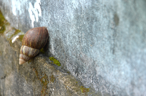 snail on the cement wall