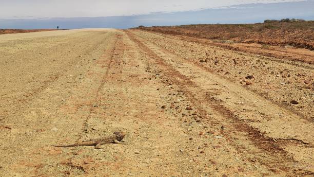 ウードナダッタトラック沿いの風景 - lizard landscape desert australia ストックフォトと画像