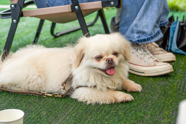 istock A cute white pet puppy dog 1484774380