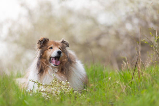 istock Long haired rough collie spring shot, lying in a meadow, bloom background, cherry blooms around 1484774944