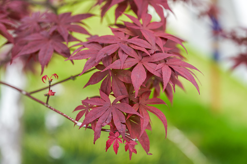 An autumn day looking at a colorful Japanese Maple Tree at the Portland Japanese Garden. This is located in the Pacific Northwest in in Portland, Oregon.