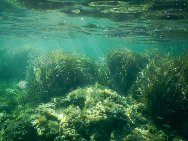 istock posidonia in mediterranean sea 1484775082
