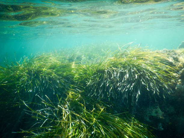 istock posidonia in mediterranean sea 1484775096