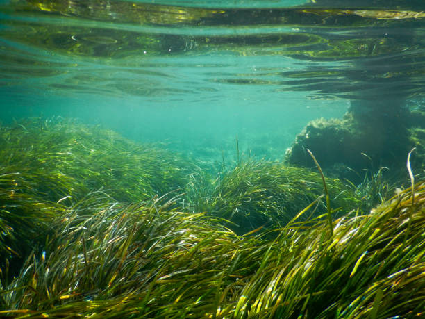 istock posidonia in mediterranean sea 1484775187