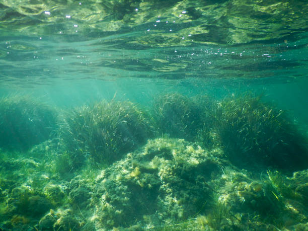 istock posidonia in mediterranean sea 1484775218