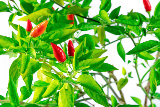 istock Organic red pepper plant with green leaves on a white background 1484777307