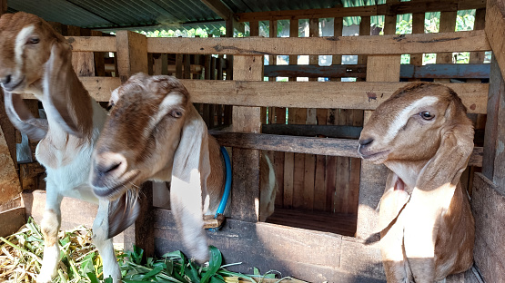 traditional goat farm