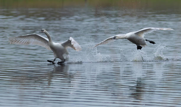 istock Mute swan. Two birds land on the river surface 1484779905