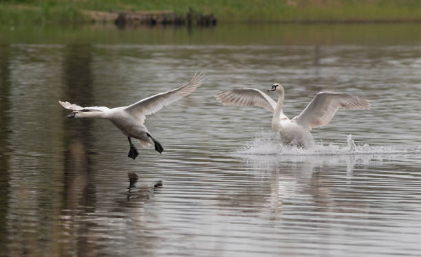 istock Mute swan. Two birds land on the river surface 1484779910