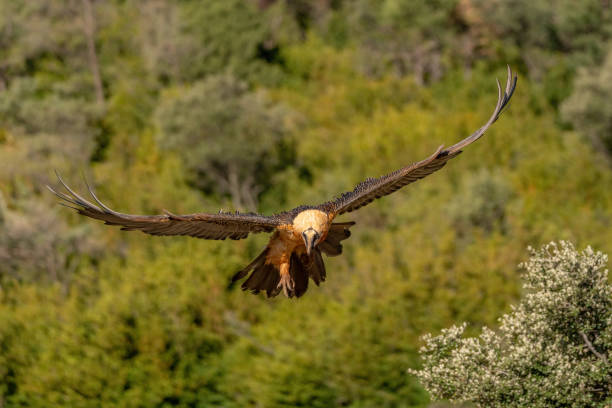 istock Old Bearded Vulture flying with out-of-focus background 1484780093
