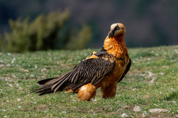 istock Adult bearded vulture perched on grassy ground 1484780960