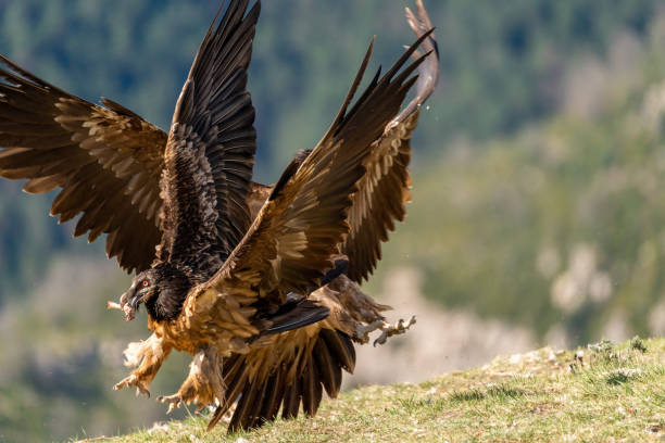 istock Young bearded vulture fighting to save its beak bone 1484781201