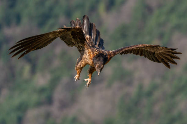 istock Young Bearded Vulture landing with its claws in attack position 1484782299