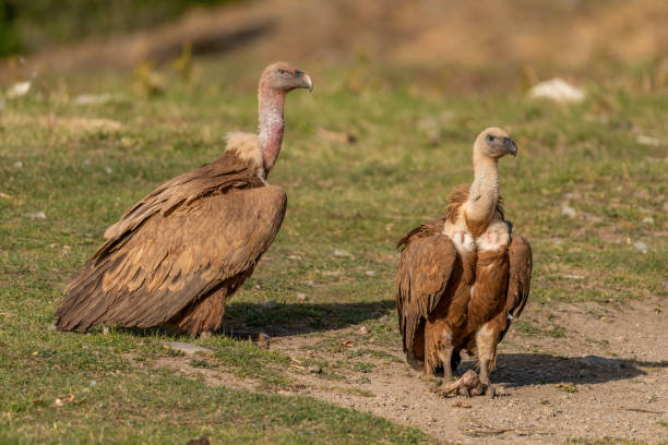 istock Pair of griffon vultures perched on the ground 1484782379