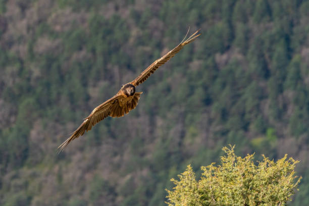 istock young bearded vulture flying with forest background out of focus 1484782631