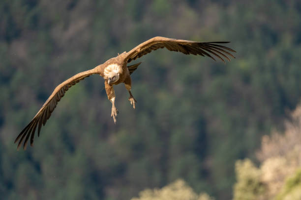istock griffon vulture landing with forest in the background 1484783567