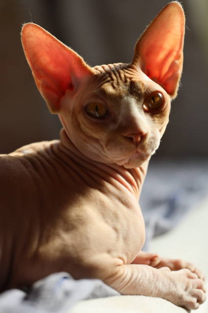 istock cat breed canadian sphynx lies on the bed 1484783871
