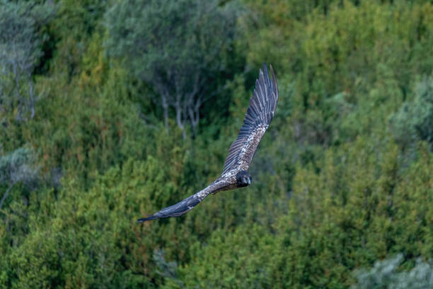 istock Young Bearded Vulture flying with the forest in the background 1484783978