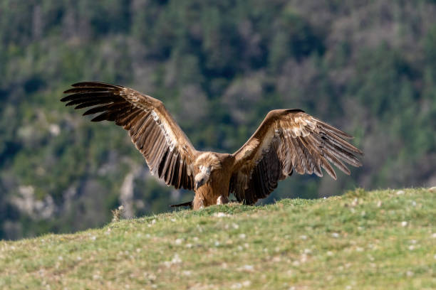 istock Griffon vulture perched on the ground with wings spread open 1484784151
