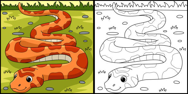 kolorowanka corn snake animal ilustracja strony - rat snake illustrations stock illustrations