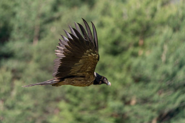 istock Young Bearded Vulture in flight with out-of-focus forest background 1484784832