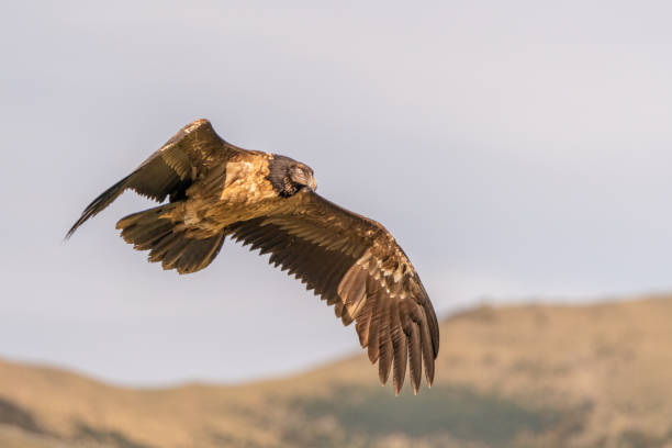 istock Young bearded vulture flying with the mountain in the background 1484786010