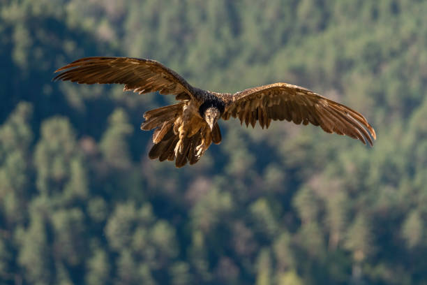istock Young Bearded Vulture flying and looking between rocky canyons 1484787009