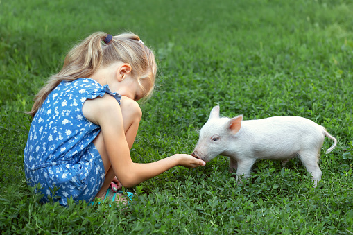 Cute girl feeding a piglet. The concept of love for animals.