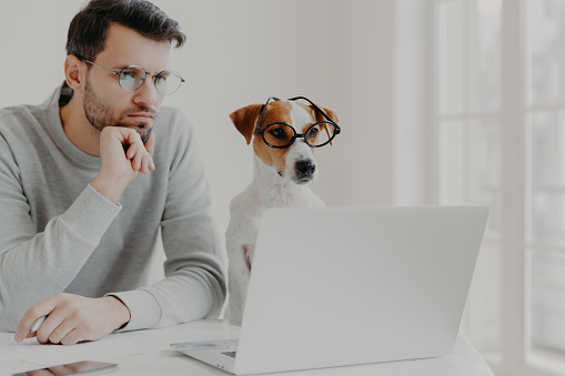 Serious concentrated male freelancer poses in coworking space together with jack russell terrier dog, surf internet, prepare business project together, work from home, wear glasses, read information