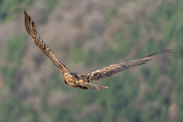 istock Young Bearded Vulture flying through the sky with brown plumage 1484787998