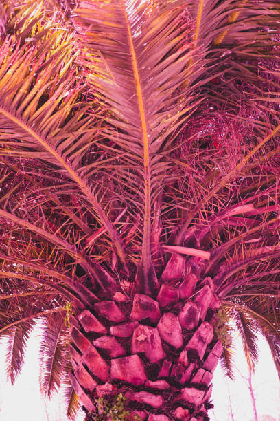 istock The thick trunk of a pink palm tree. Infrared style 1484788341