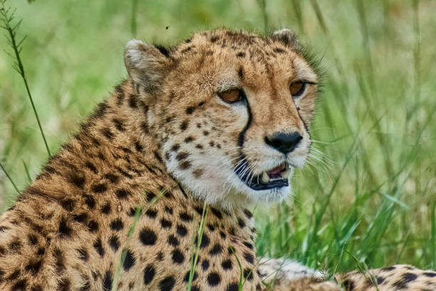 istock Cheetah in the wild 1484788380