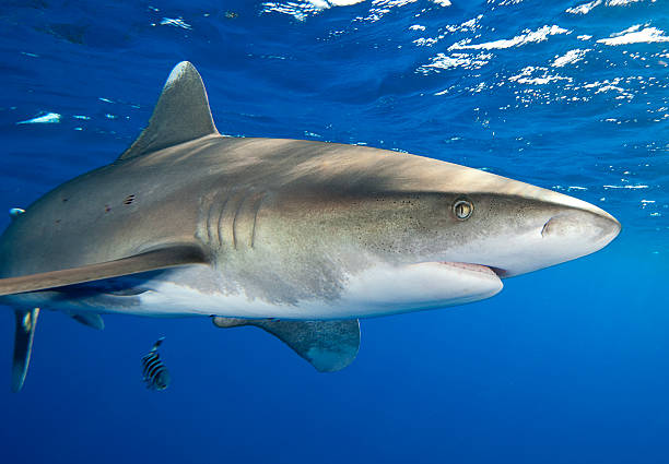 Oceanic Whitetip in Blue Water Close Up stock photo