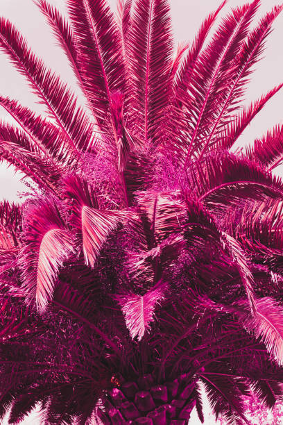 istock Pink fuchsia palm tree as an abstract background. Infrared style 1484788496