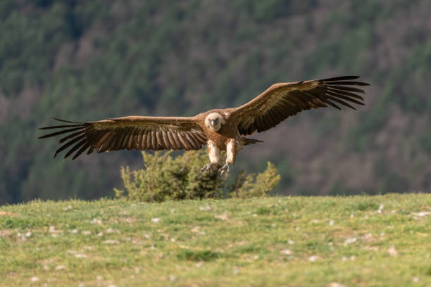 istock Griffon vulture landing with wings outstretched in foreground 1484788556