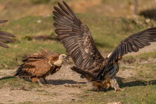 istock Griffon vulture rebuking a bearded vulture with open wings 1484788681