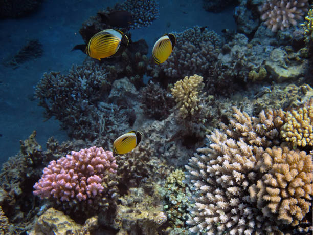 istock Hard coral, Red Sea, Sharm El Sheikh. 1484788947