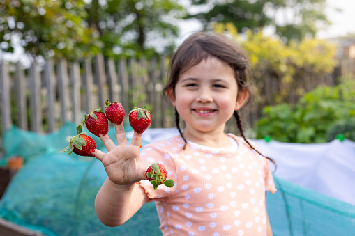 Young girl smiling at the camera with the focus on her fingers that have strawberries on them. She is standing in an allotment that is located in North Shields.