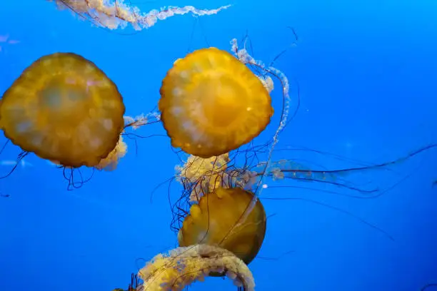 Group of Jellyfish calmly swimming against blue backdrop in slow motion