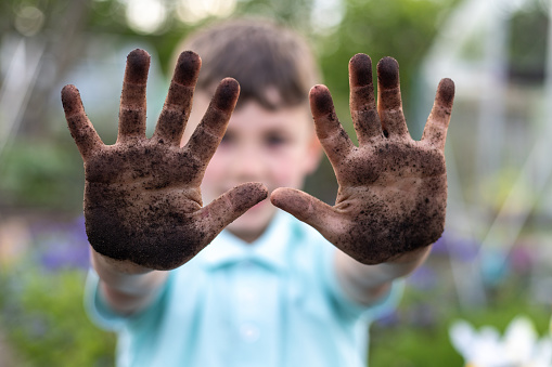 Medium shot of a young boy looking at the camera smiling while holding up his muddy hands to the camera. He is in a community garden allotment in in North Shields.