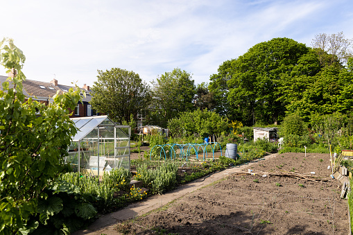 Wide shot ion a community garden allotment located in North Shields, North East England. There are different areas for growing vegetables and a green house.