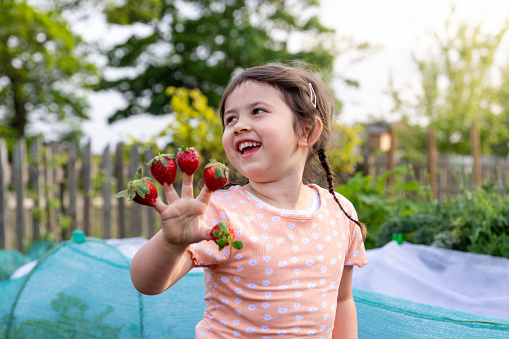 Fresh red strawberries in the garden.