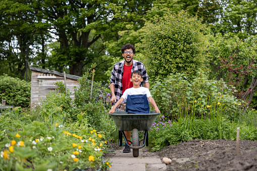 Full front view shot of a mid-adult male pushing his nephew along in a wheelbarrow in an allotment. The allotment is located in North Shields. They are smiling looking at the camera.
