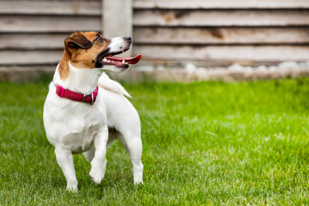 excitada jack russell terrier pulando na grama gramada no quintal - peppy - fotografias e filmes do acervo