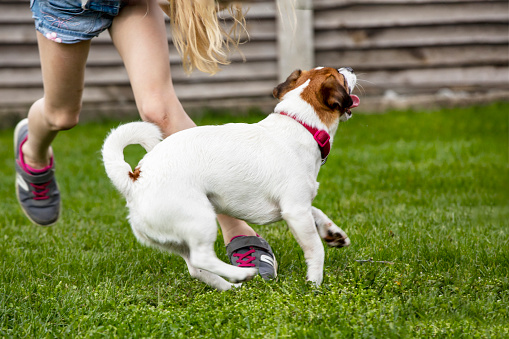jack russell terrier playing with a girl in the yard on lawn green grass on a sunny day