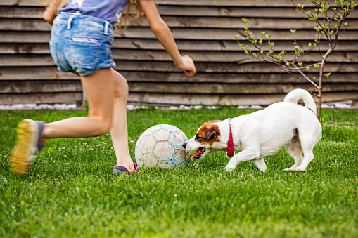jack russell terrier plays football with a girl in the yard on the lawn green grass. family weeken