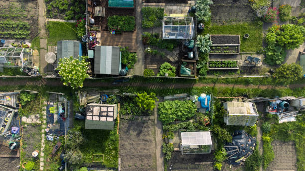 istock Community Garden in the North East 1484793218