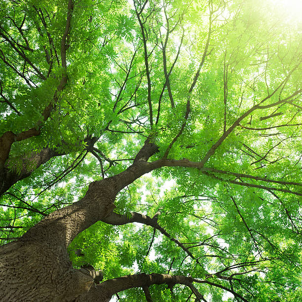 istock Beams of the sun 148479630