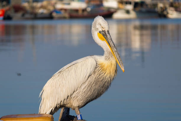 istock Pelican sunbathing on a boat at sunrise 1484796957