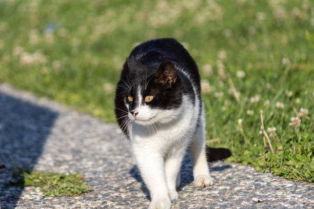 istock Black and white stray cat walking in the public park 1484797060